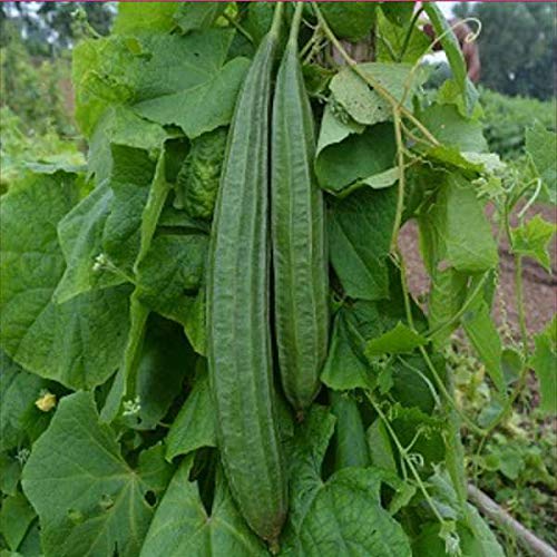 daraz.com.np