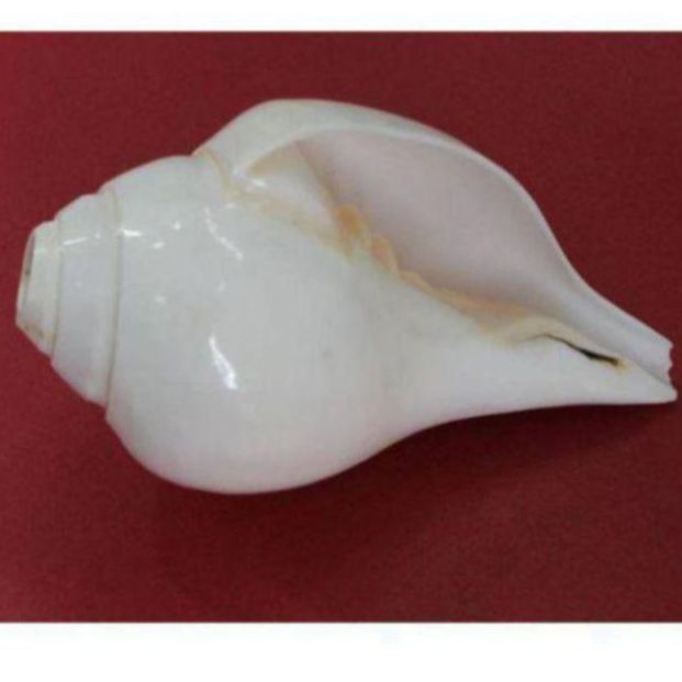 Indian Shankh, Shank, Shonkho Blowing Conch Shell White Shankh, outlet White Blowing Shankha, Blowing Conch Shell, Sanka For Blowing, Home Decor