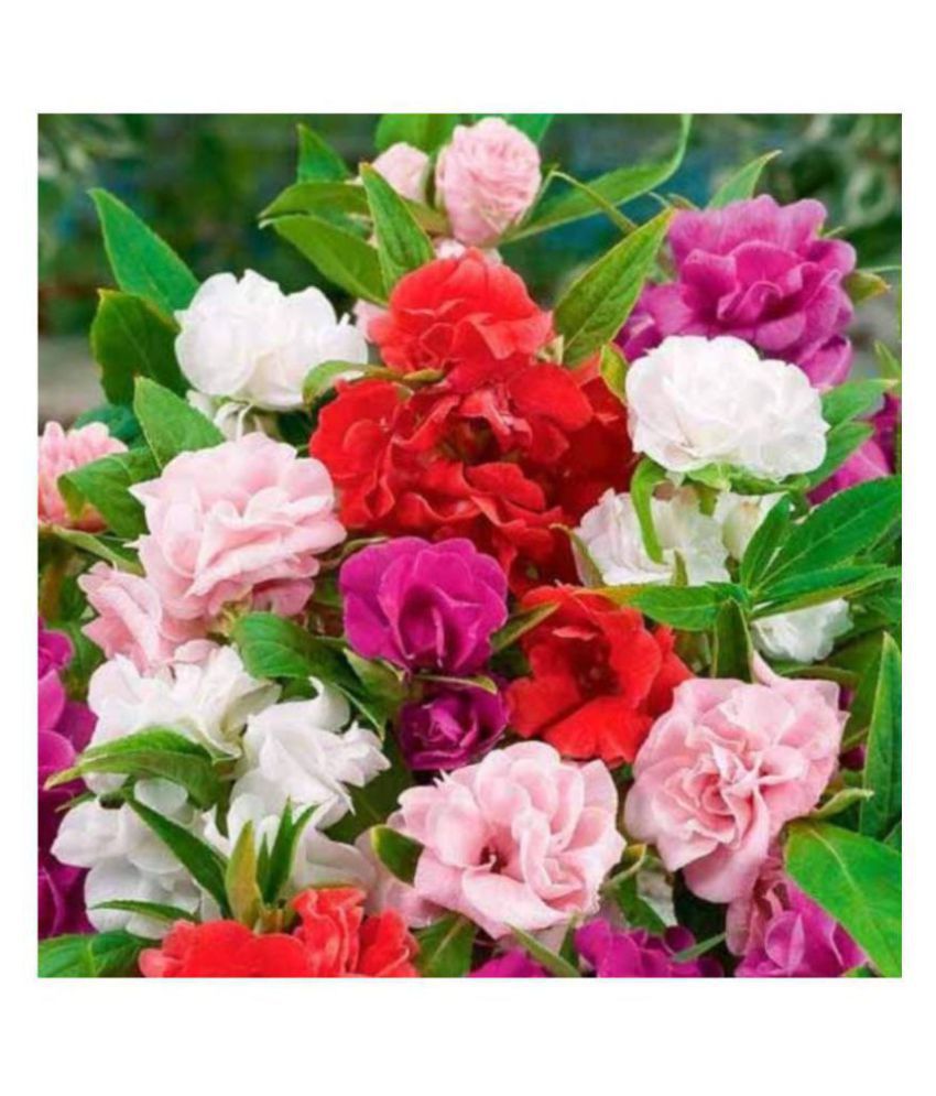 1 Packet Balsam Camellia Mixed Flower Seeds Impatiens Balsamina Flower ...