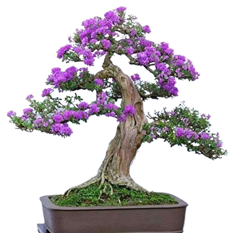 Bonsai Jacaranda Tree 20+ Seeds, Can Grow All Over Nepal Also Known As