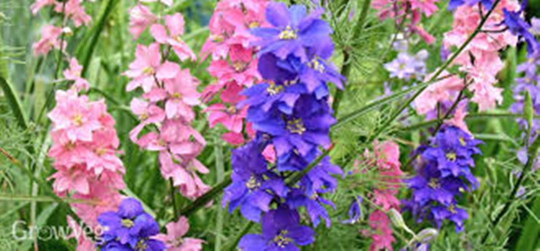 daraz.com.np