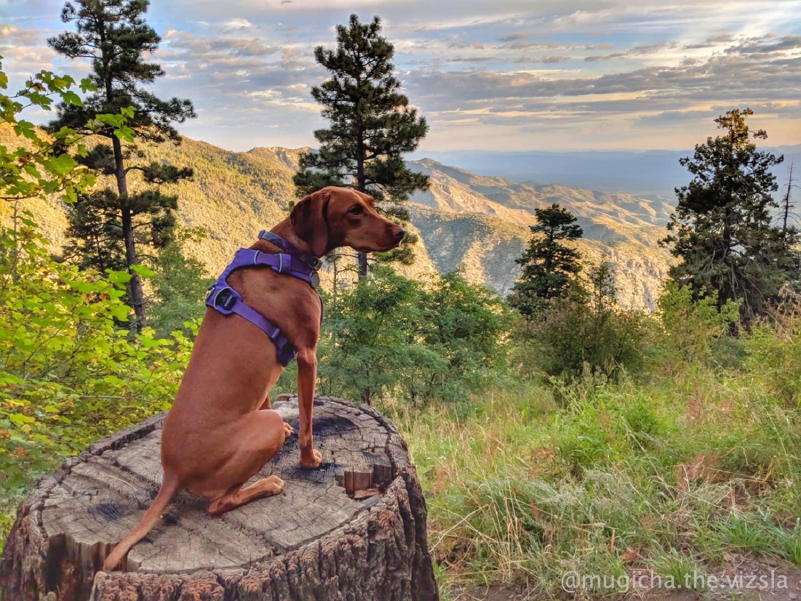 vizsla no pull harness