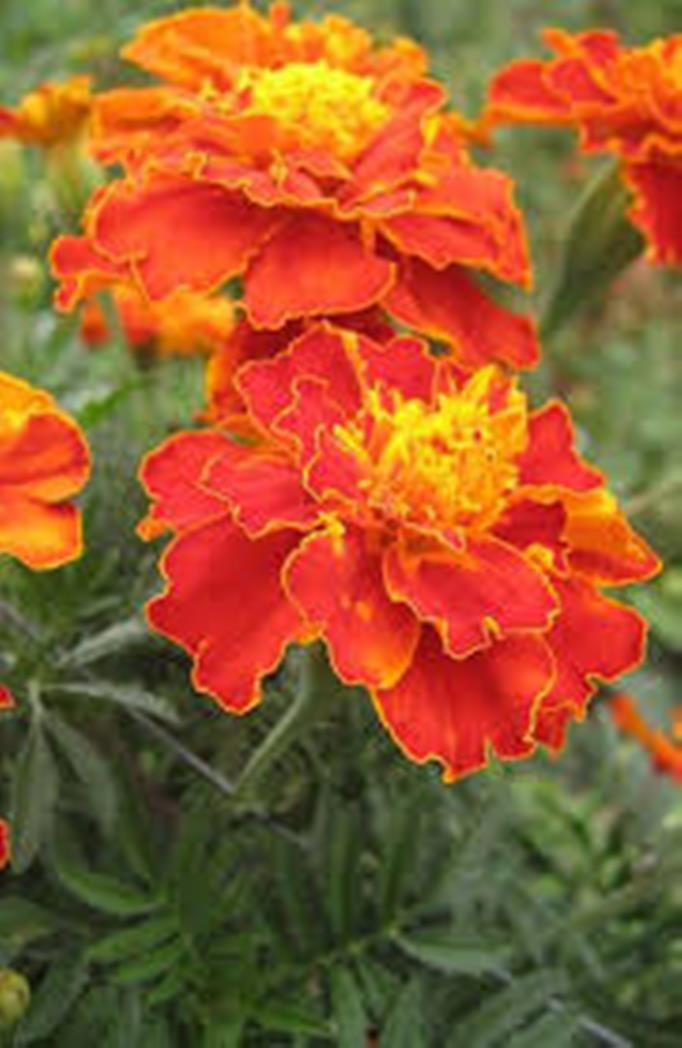 daraz.com.np