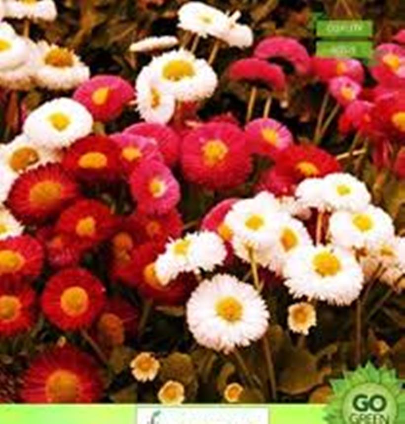 daraz.com.np