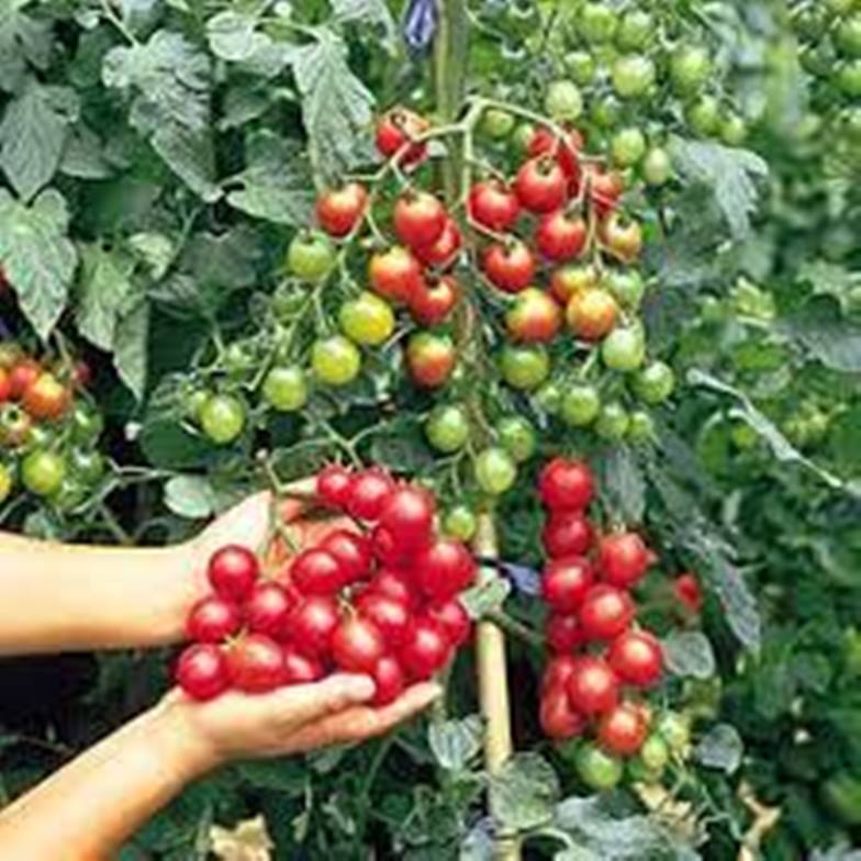 daraz.com.np