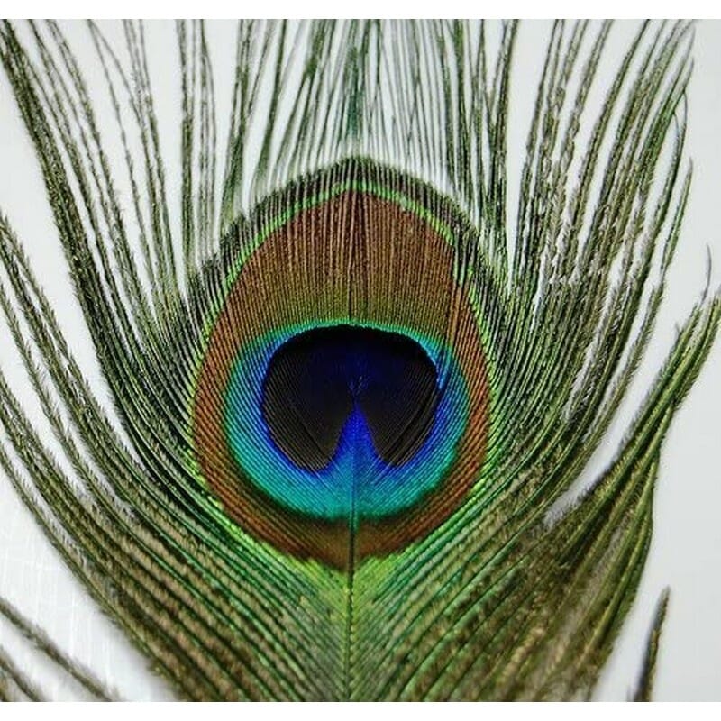 Pack of High Grade Original Long Vibrant Peacock Feather Daraz