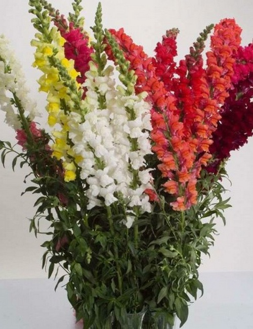 daraz.com.np