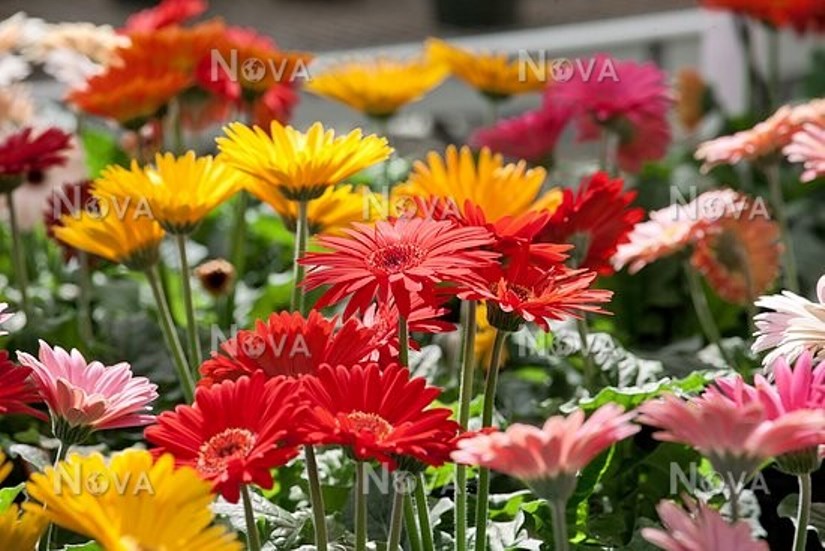 daraz.com.np