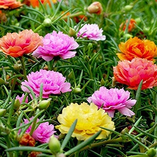 daraz.com.np