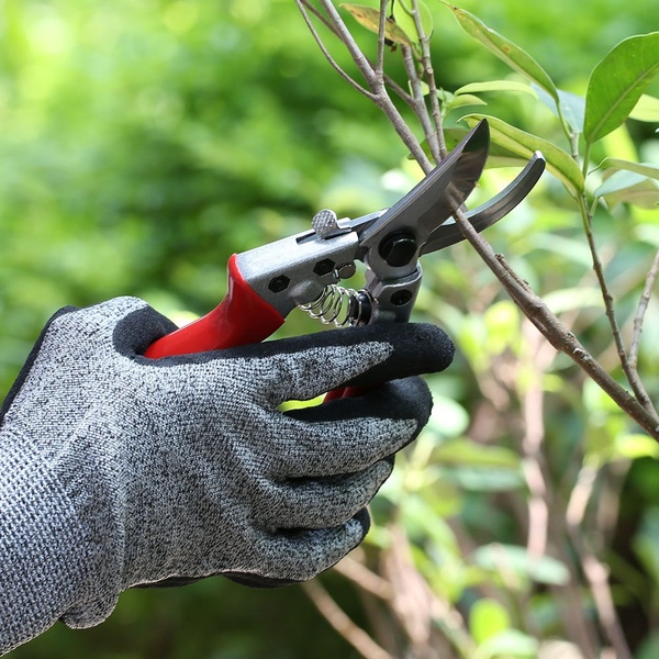 daraz.com.np