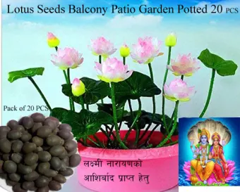 20pcs Bowl Lotus Seeds Water Lily Bonsai Lotus Gardern Balcony