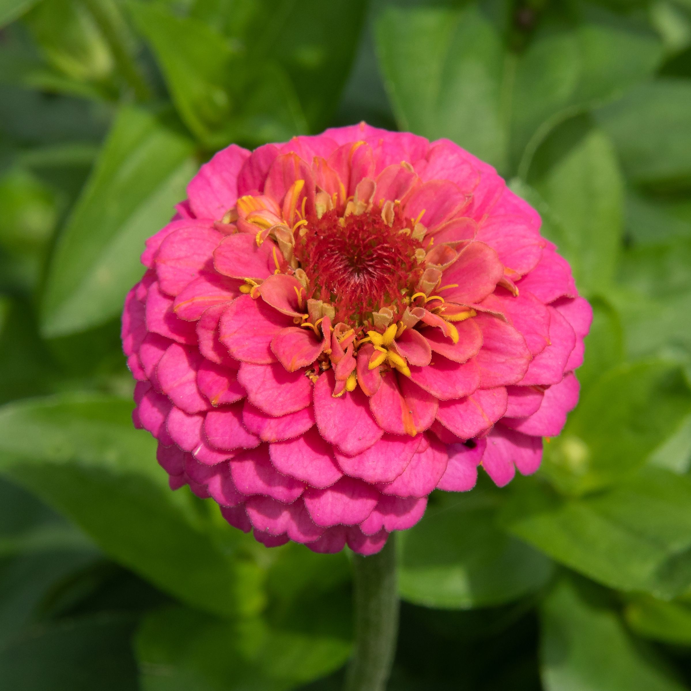 Seeds Of Lavender Zinnia Flower Seeds Large 4 5 Flowers Butterfly Garden Bee S Buy Online At Best Prices In Nepal Daraz Com Np