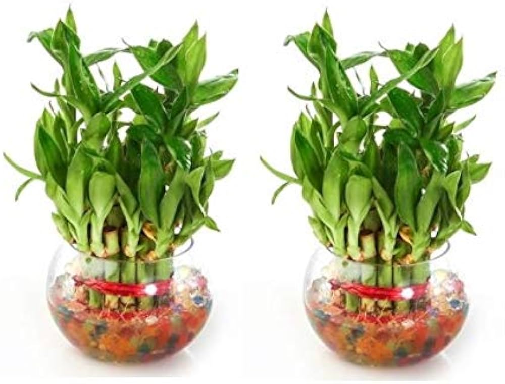 Lucky Bamboo Bunch Indoor Plant, Perfect for Home Décor & Positive Energy
