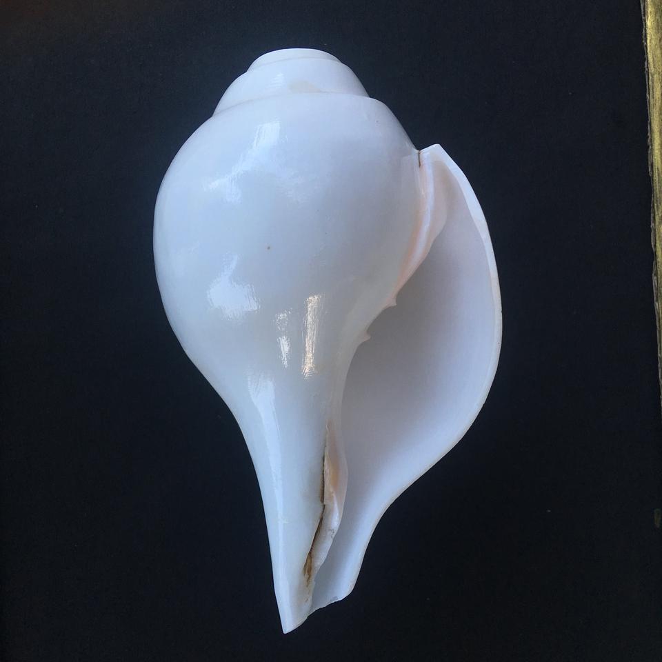 Original Lakshmi Sankha 15cm, Blowing Conch / Shankh For Worship Pure White Authentic Shell