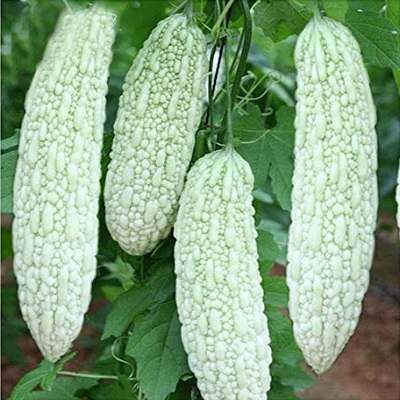 Bitter Gourd Seeds Bianco White Long Vegetables Seeds 5 Gram Buy Online At Best Prices In Nepal Daraz Com Np