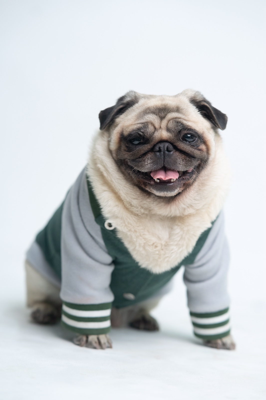 Baseball Jacket For Dogs I Dog Clothes 