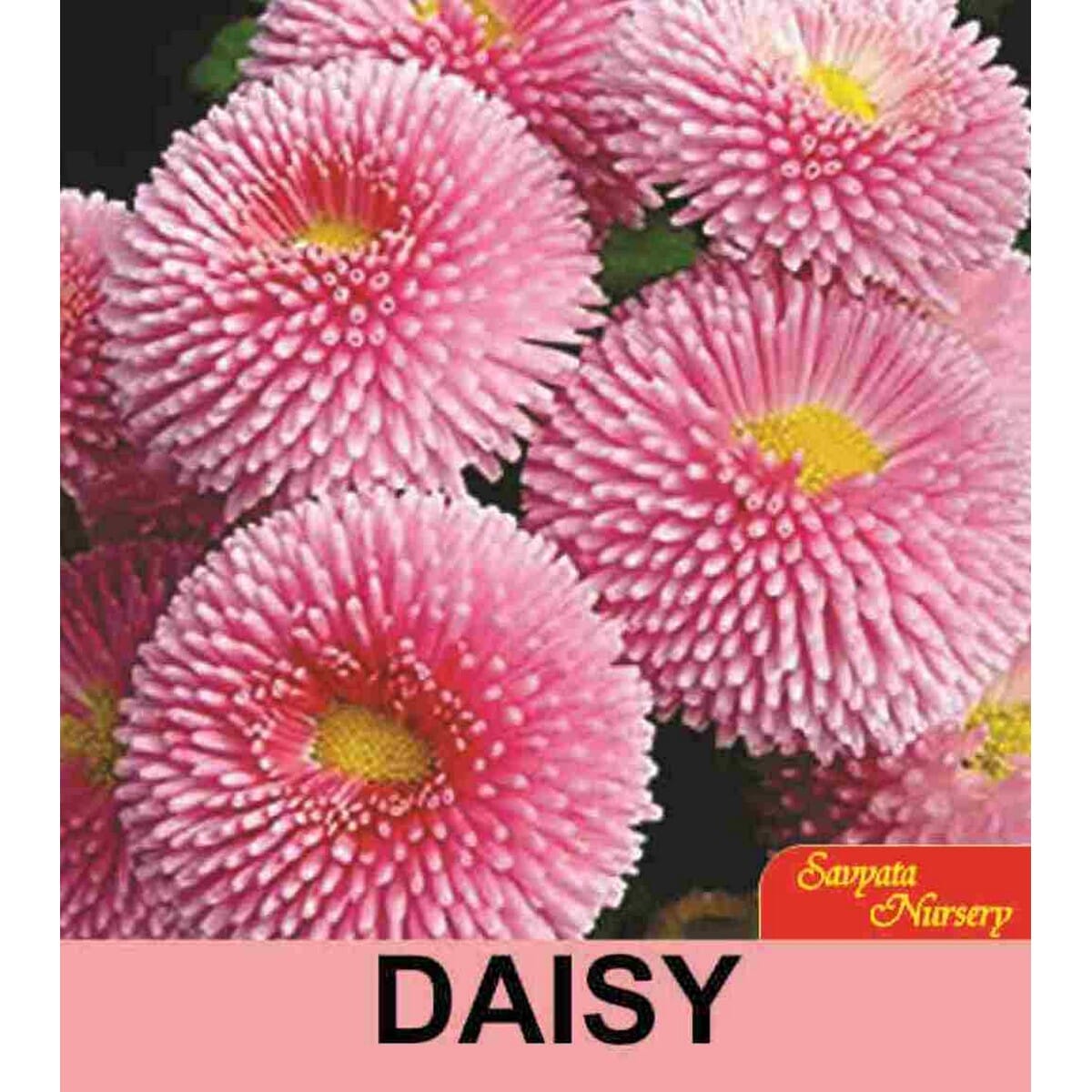 daraz.com.np