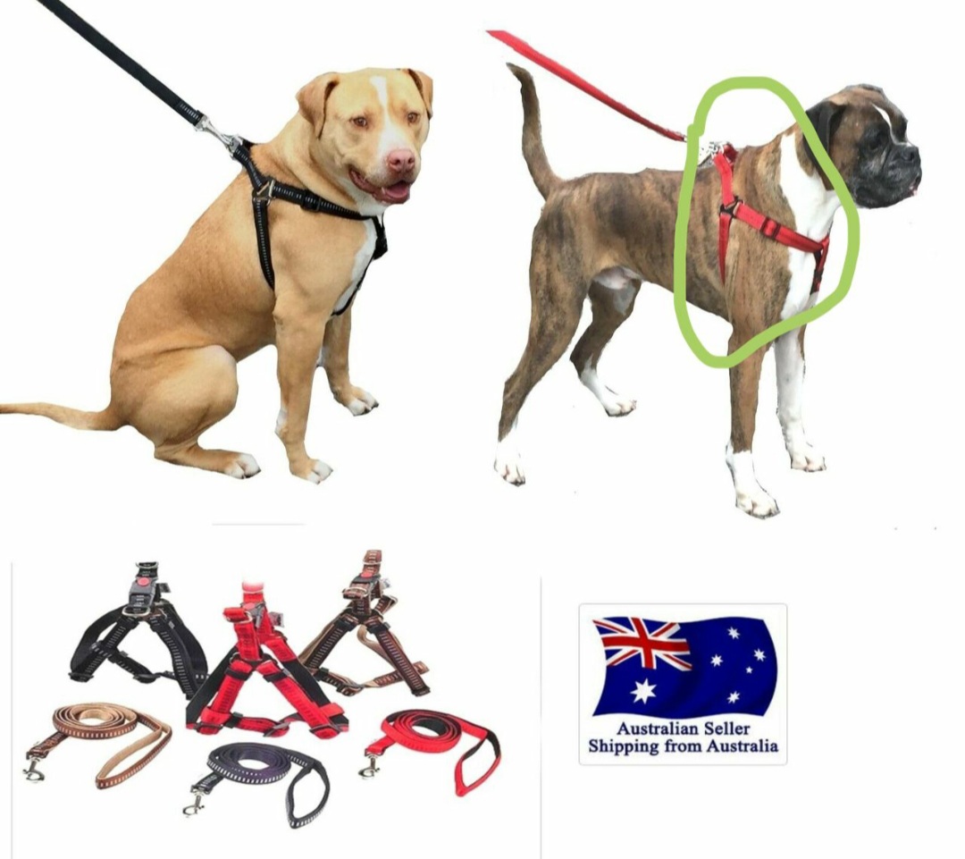 dog accessories daraz