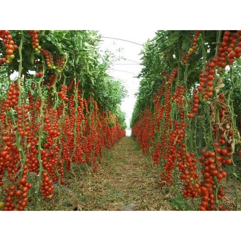 daraz.com.np