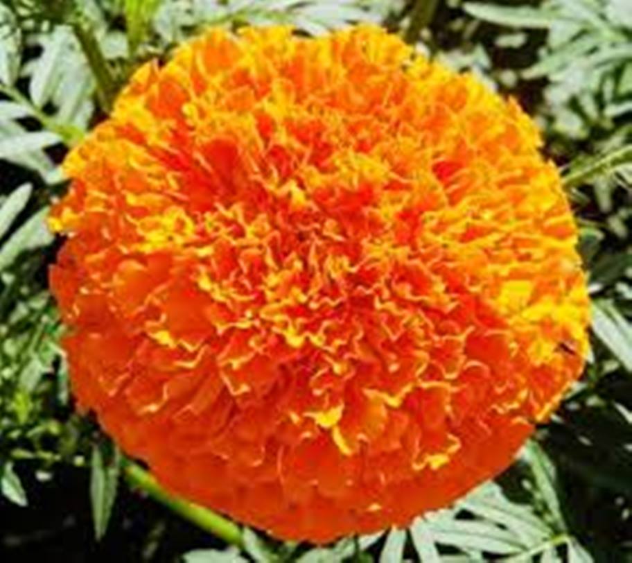 daraz.com.np