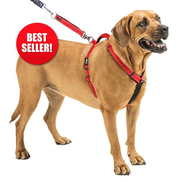 dog belt online