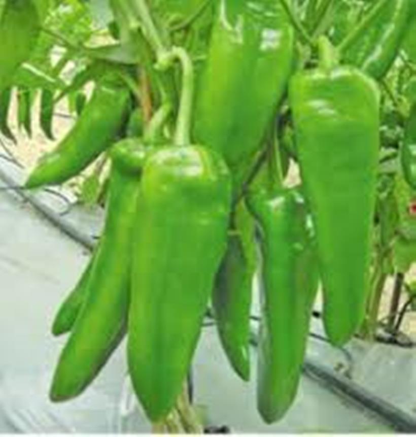 daraz.com.np