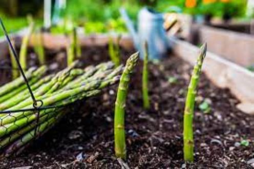 daraz.com.np