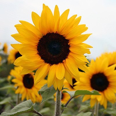 daraz.com.np