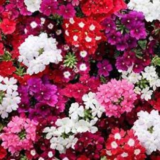 daraz.com.np