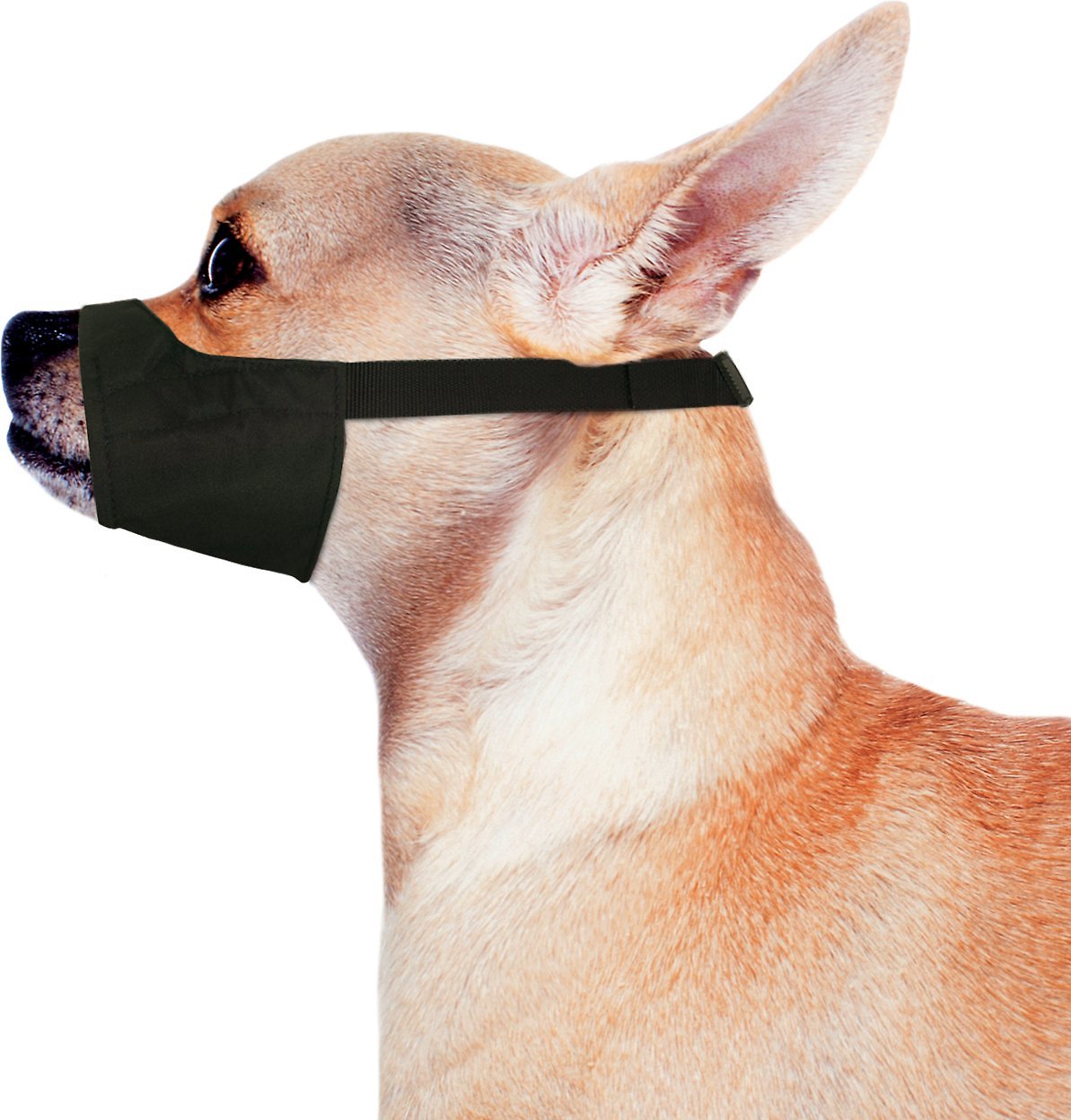 how much does a dog muzzle cost