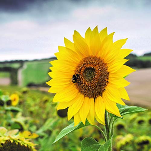 daraz.com.np