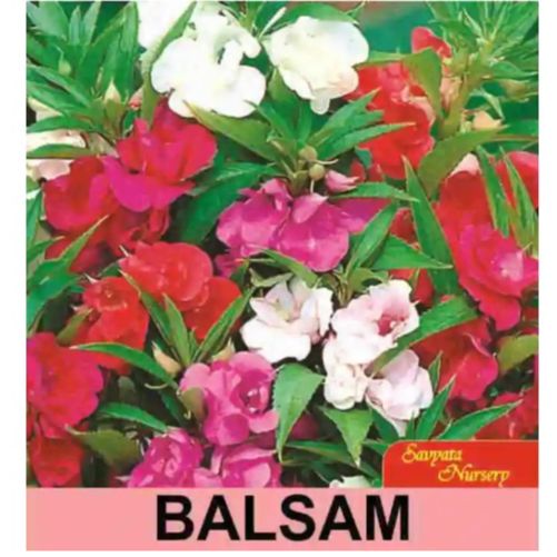 daraz.com.np