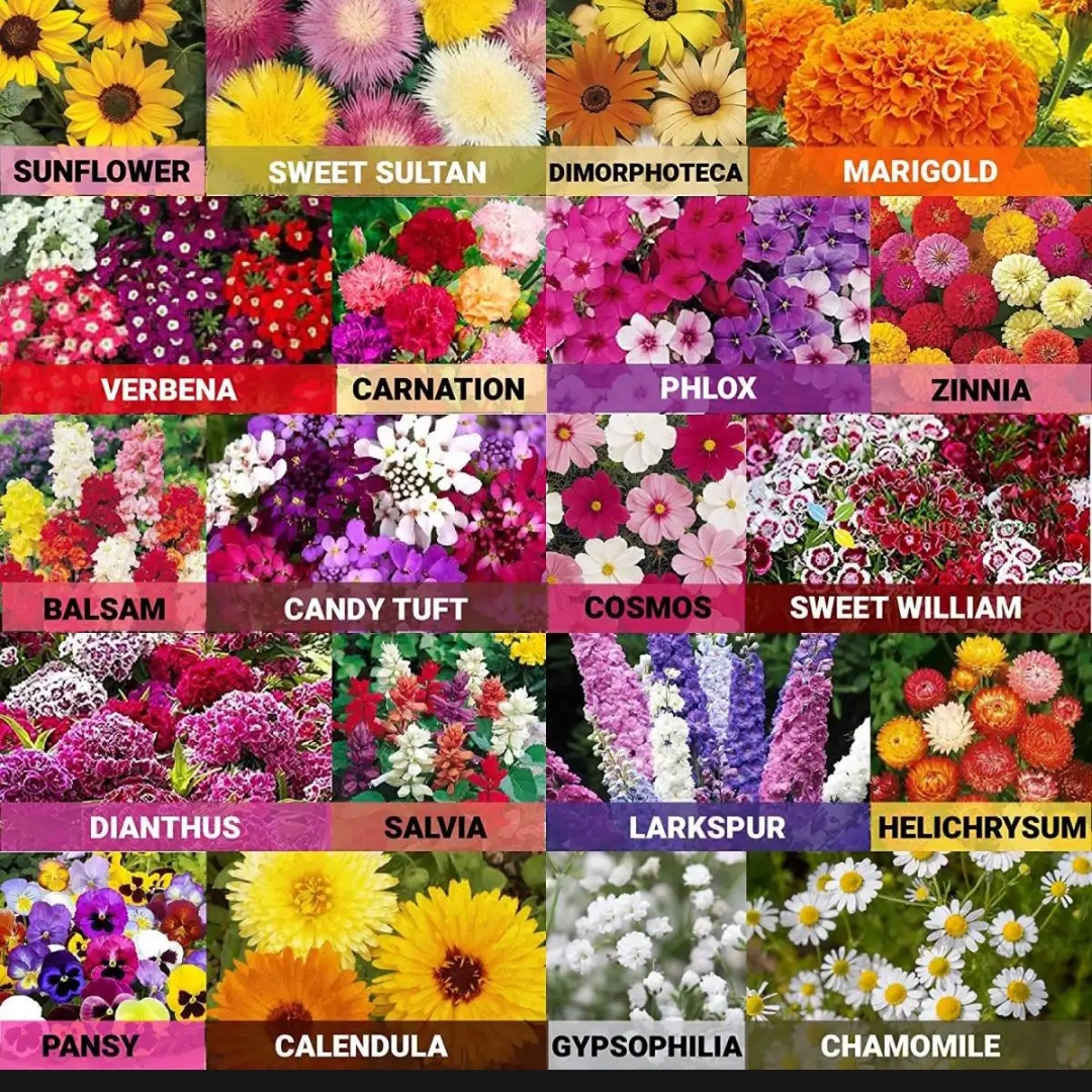 All Time All Seasons 10 Types Of Flower Seeds Baramase Flower Seeds