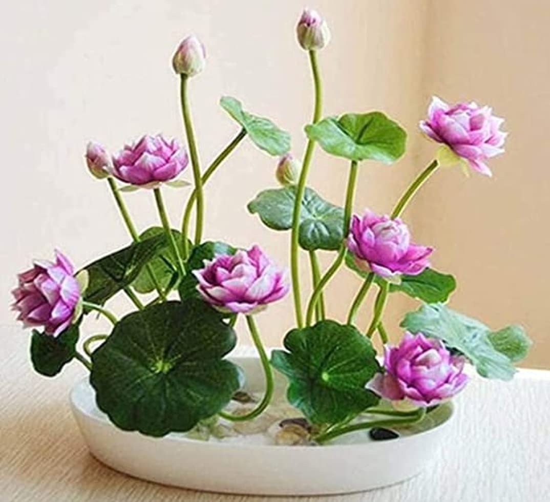 Bonsai Lotus Flower Seeds for Planting 10 Plant Seeds | Daraz.com.np