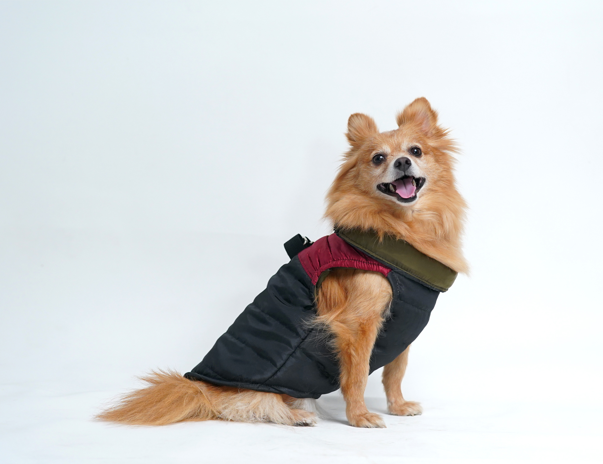 Fibre Jacket For Dogs I Winterwear For Pets I Dog Jacket I Buy Online At Best Prices In Nepal Daraz Com Np